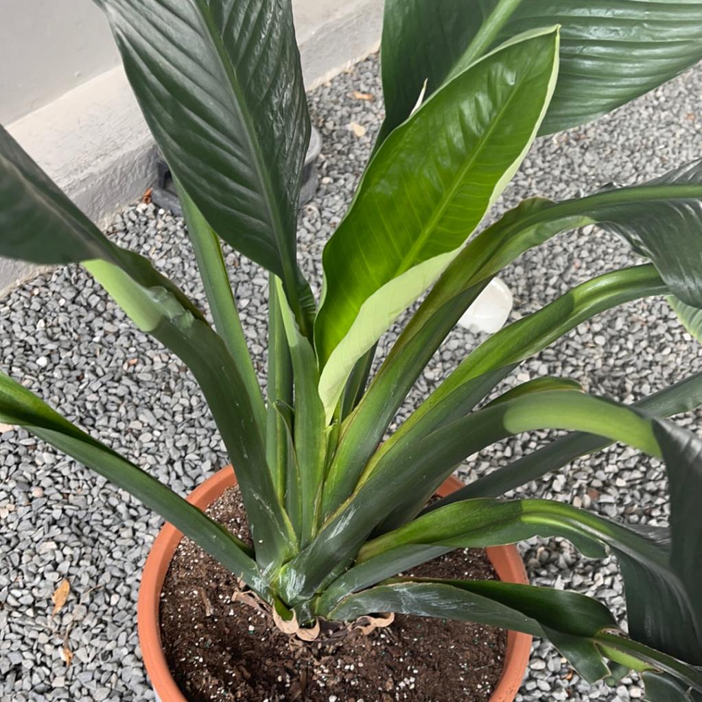 Gargantua Peace Lily In Matte Planter Houseplant