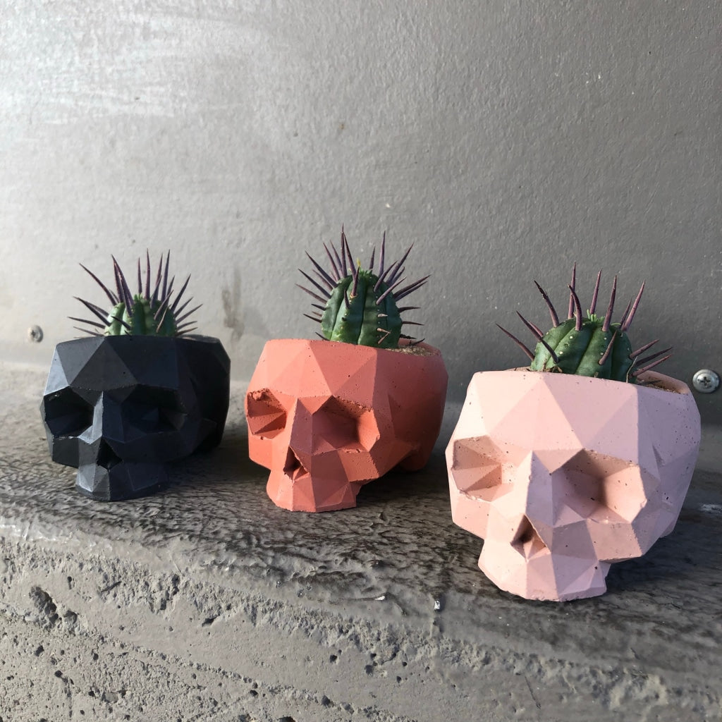 Geo Skull Euphorbia Houseplant