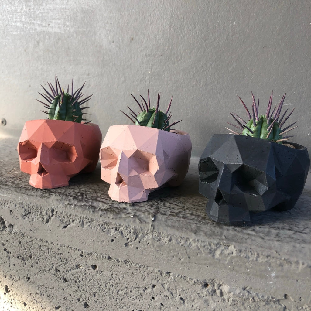 Geo Skull Euphorbia Trio (All Colors) Houseplant