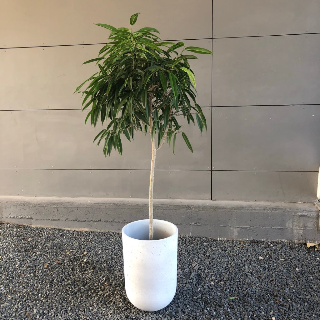 Green Bean Ficus (Lg) Just The Plant (Planter Not Included) Houseplant