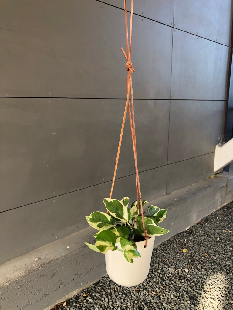 Hanging Epipremnum Aureum Houseplant