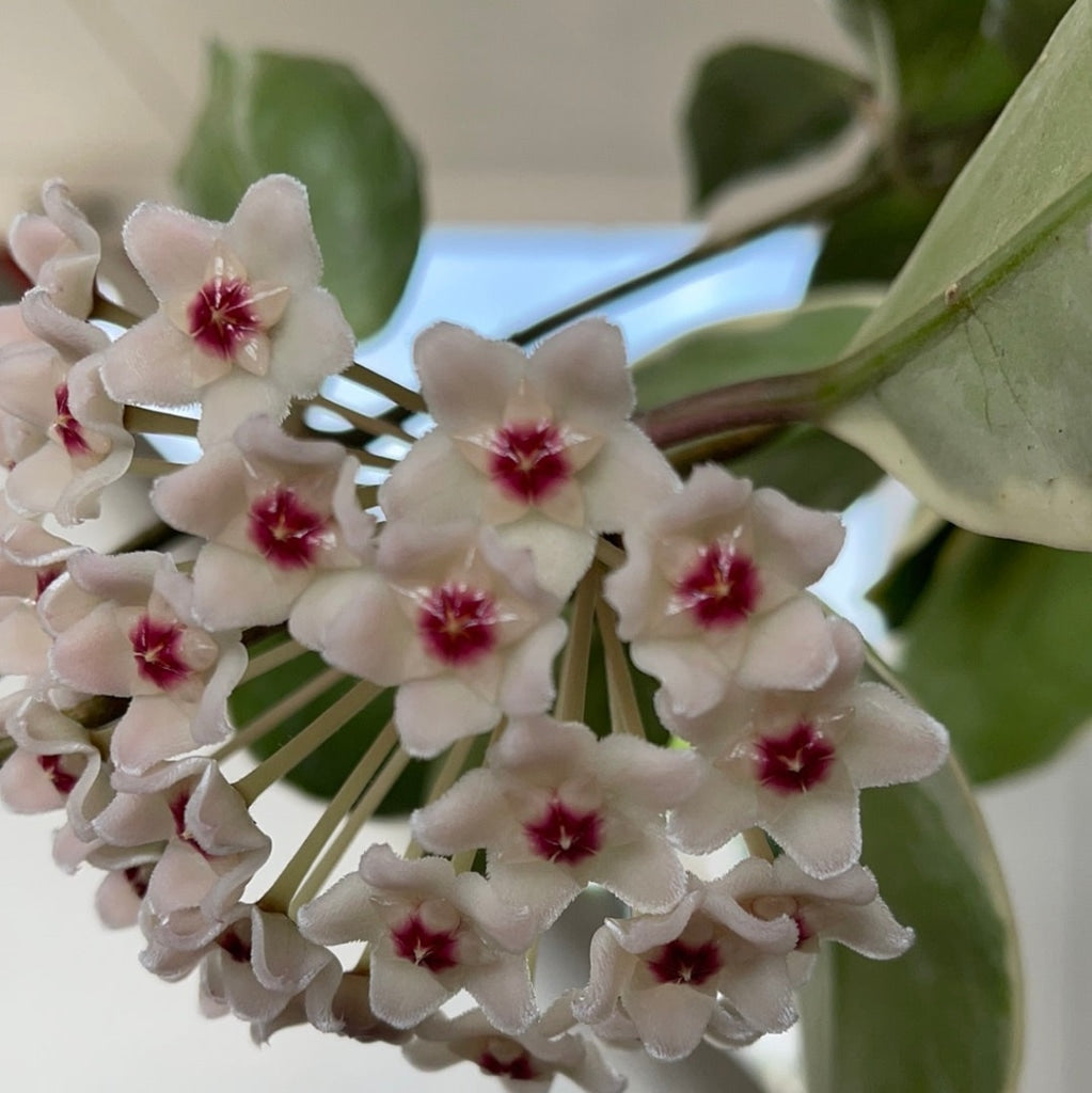 Hoya Crimson Queen Houseplant