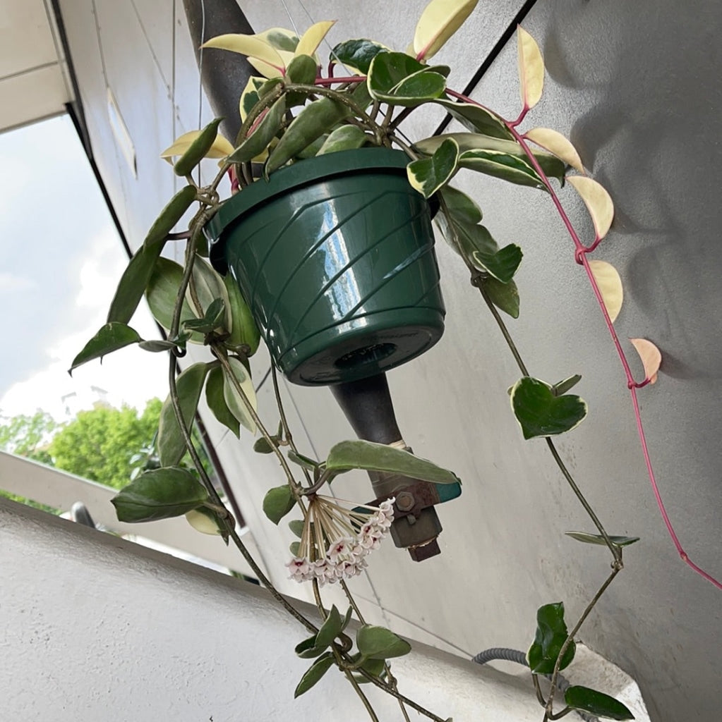 Hoya Crimson Queen Houseplant