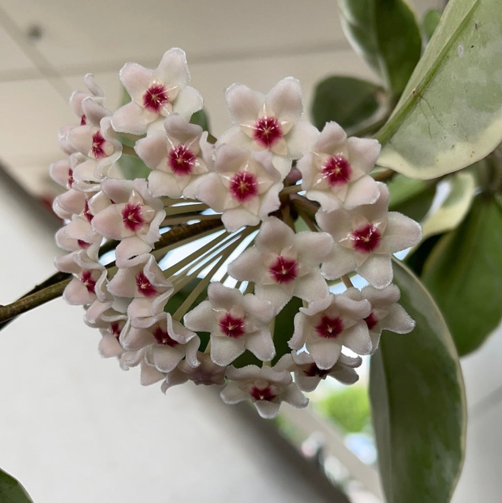 Hoya Crimson Queen Houseplant