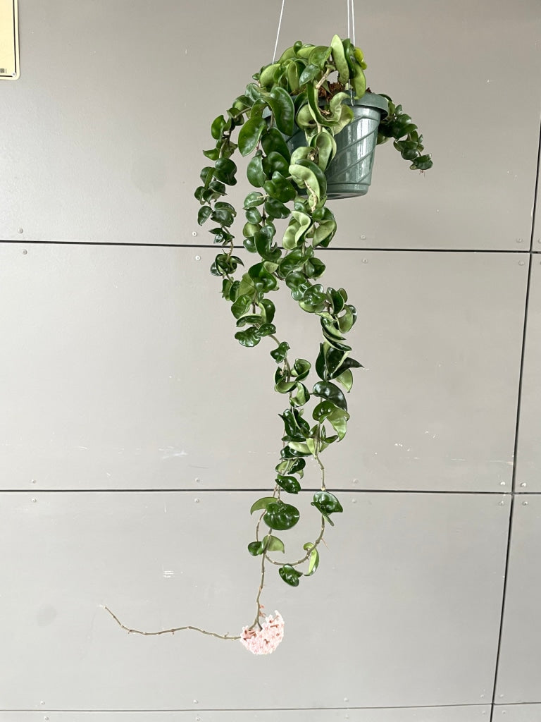 Hoya Hindu Rope In Bloom Houseplant