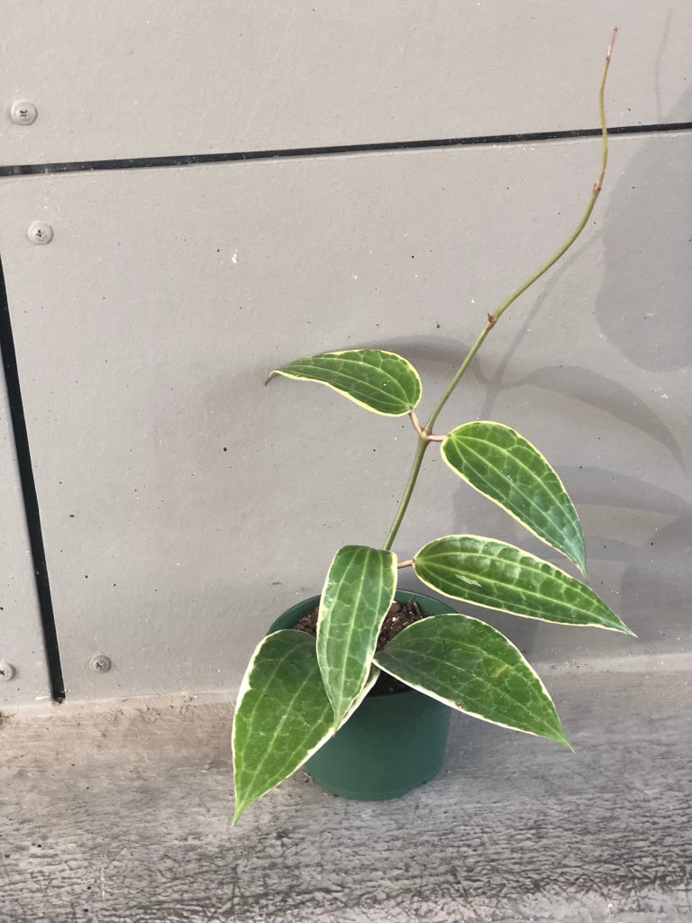 Hoya M-Phylla Unpotted Houseplant