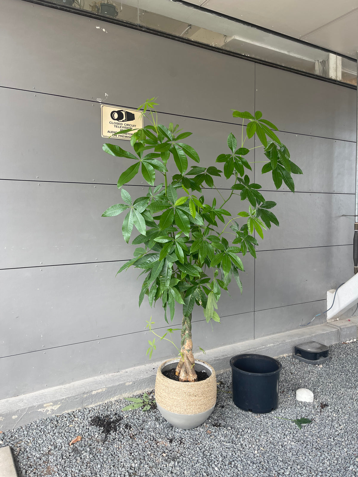 6ft. Money Tree in Rattan Planter | Plant Party