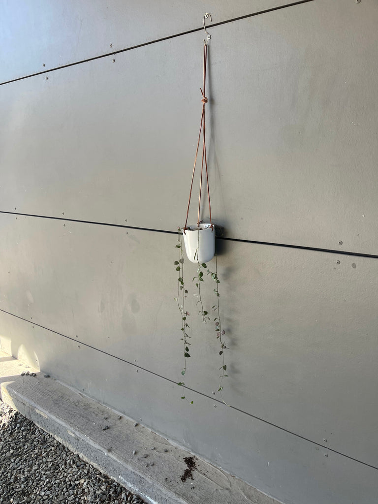 String of Arrow in Hanging Planter