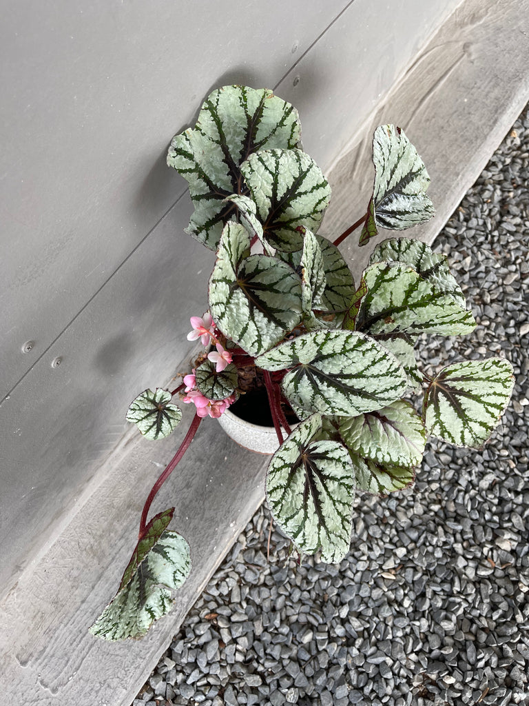 Rex Begonia in Rust Planter