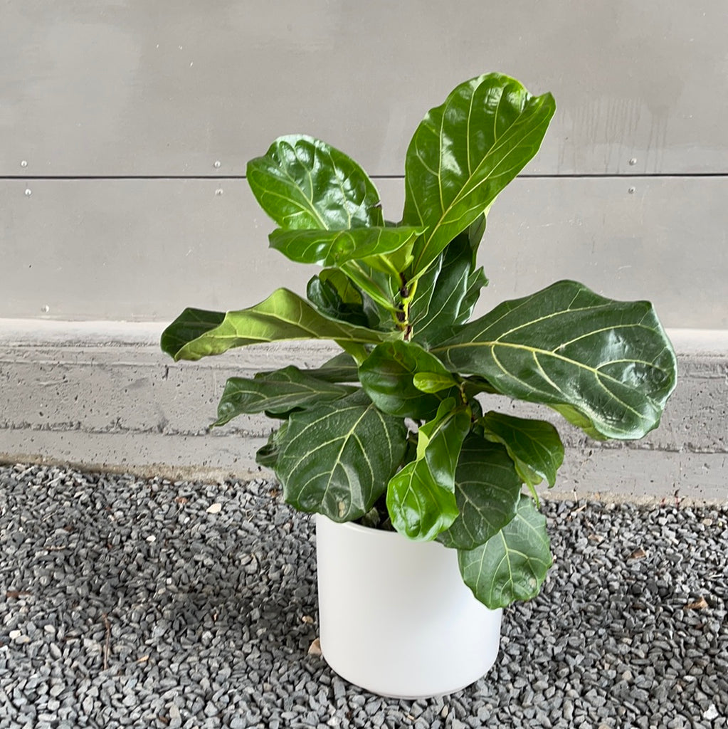 planter fiddle leaf fig Fiddle Leaf Fig in Neutral Planter Rental