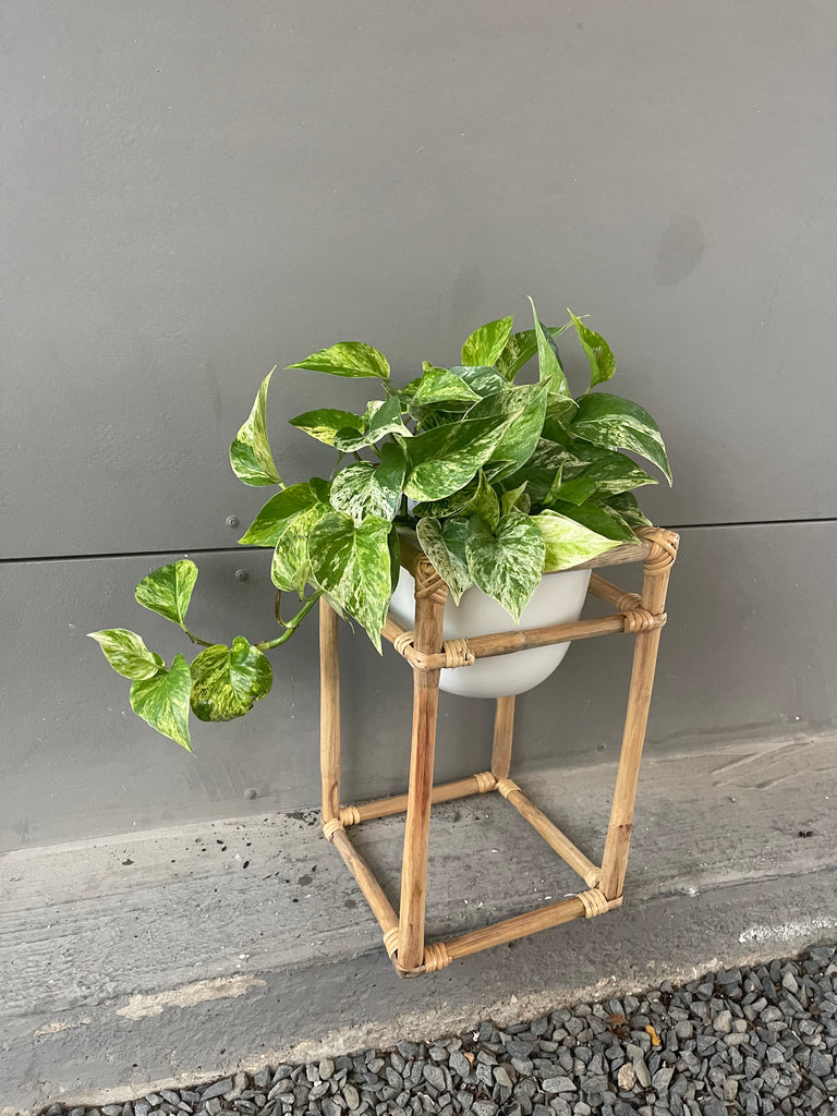 Marble Queen Pothos in Rattan Plant Stand