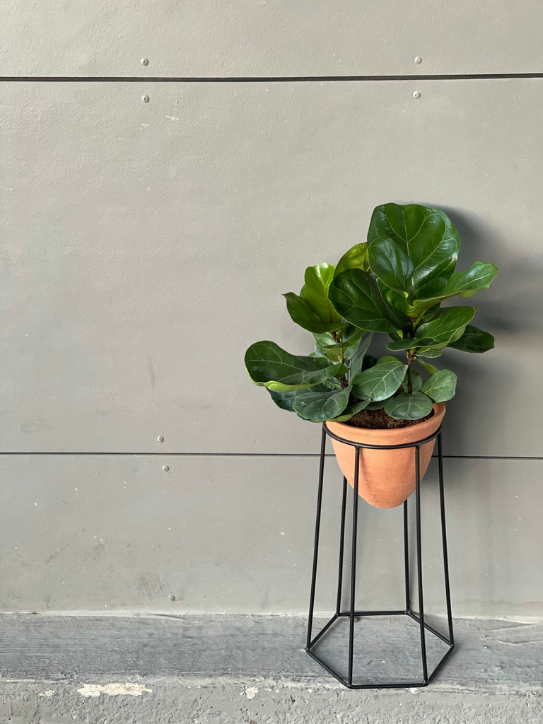 fiddle leaf fig stand Fiddle Leaf Fig in Tara Bee Plant Stand
