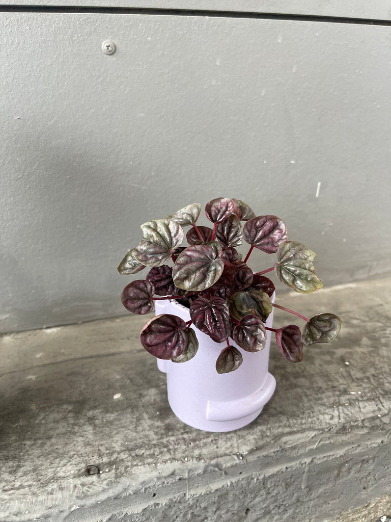 Pepperomia Rosso in Violet Confetti Planter