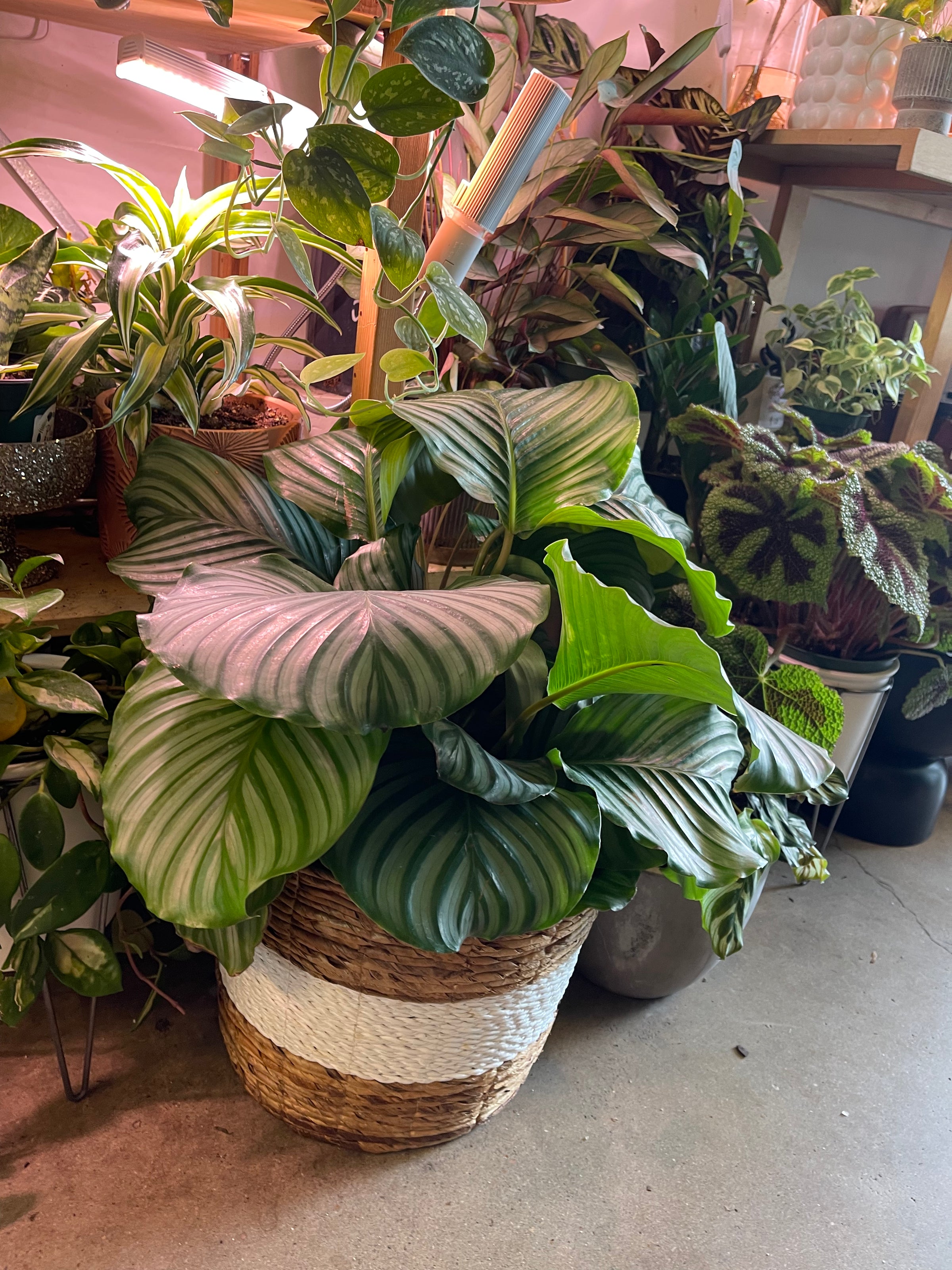 rent a plant Medium Foliage Plant Rental
