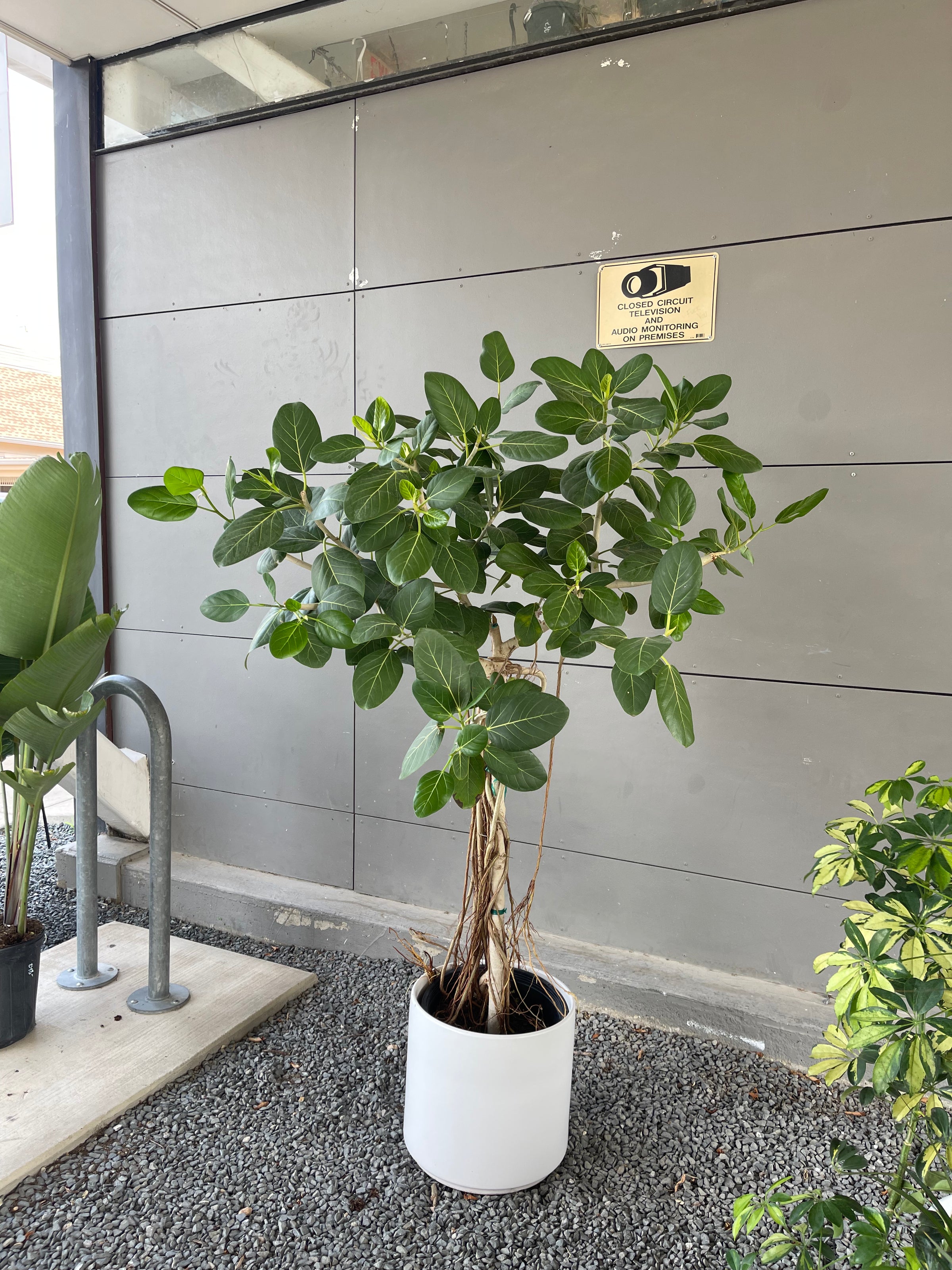 ficus audrey Mature Ficus Audrey in Matte Planter