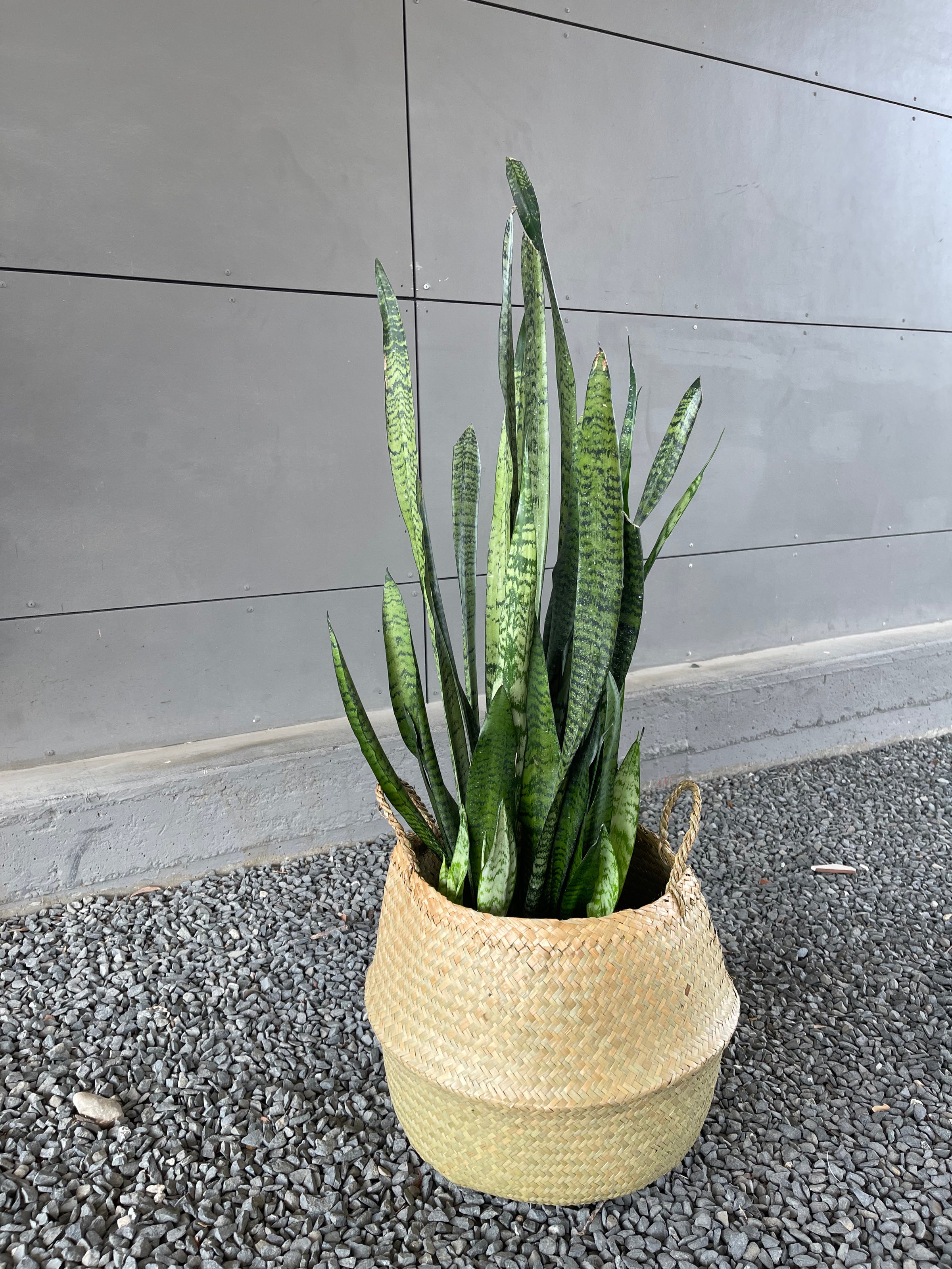 Snake Plant in Sea Grass Basket