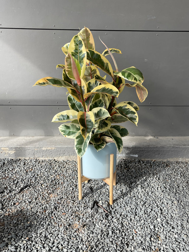 Rubber Tree Tenieke in the Bleu Plant Stand