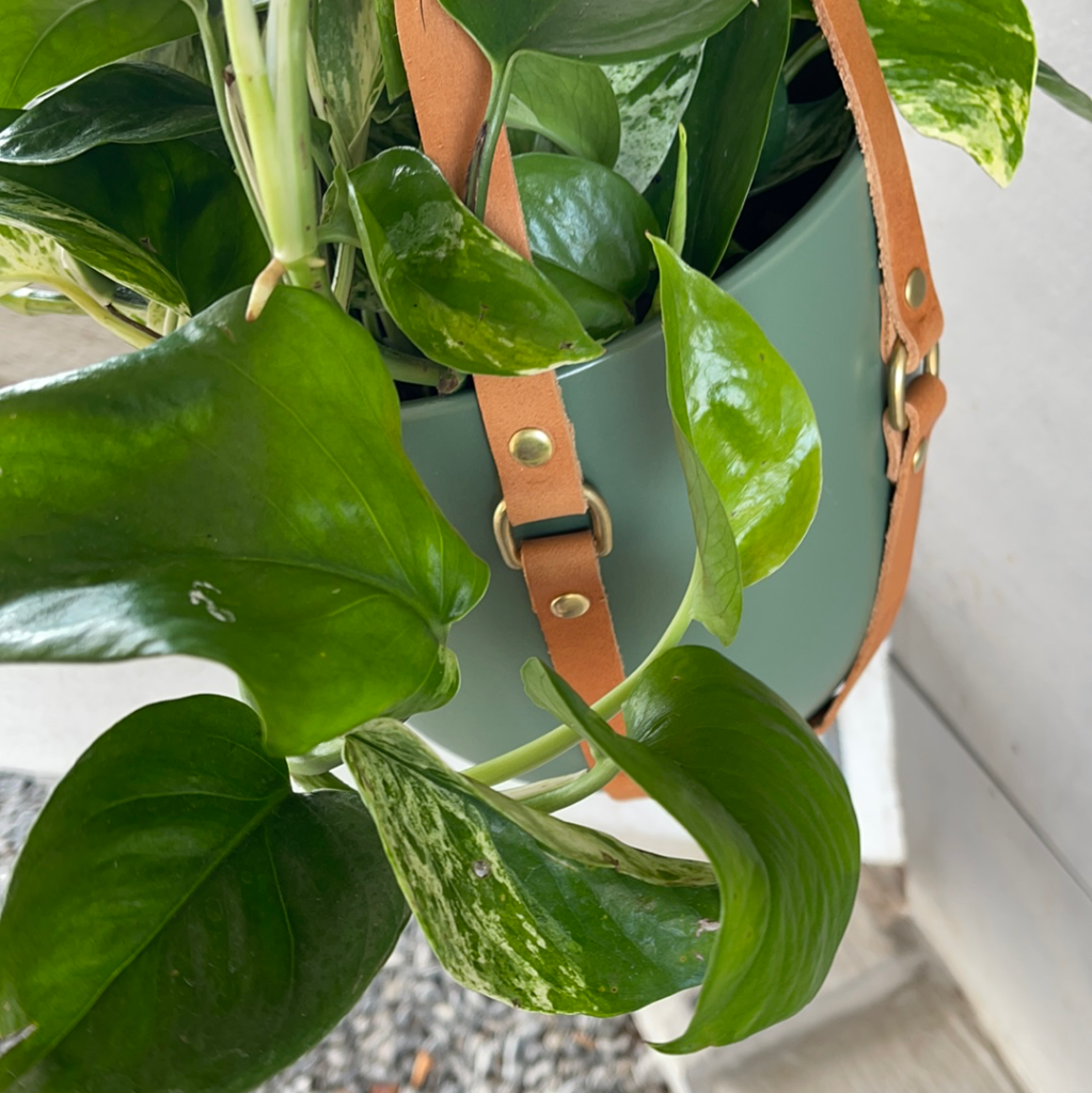 jade queen pothos Jade/Marble Queen Pothos in Espacio Leather Hanger