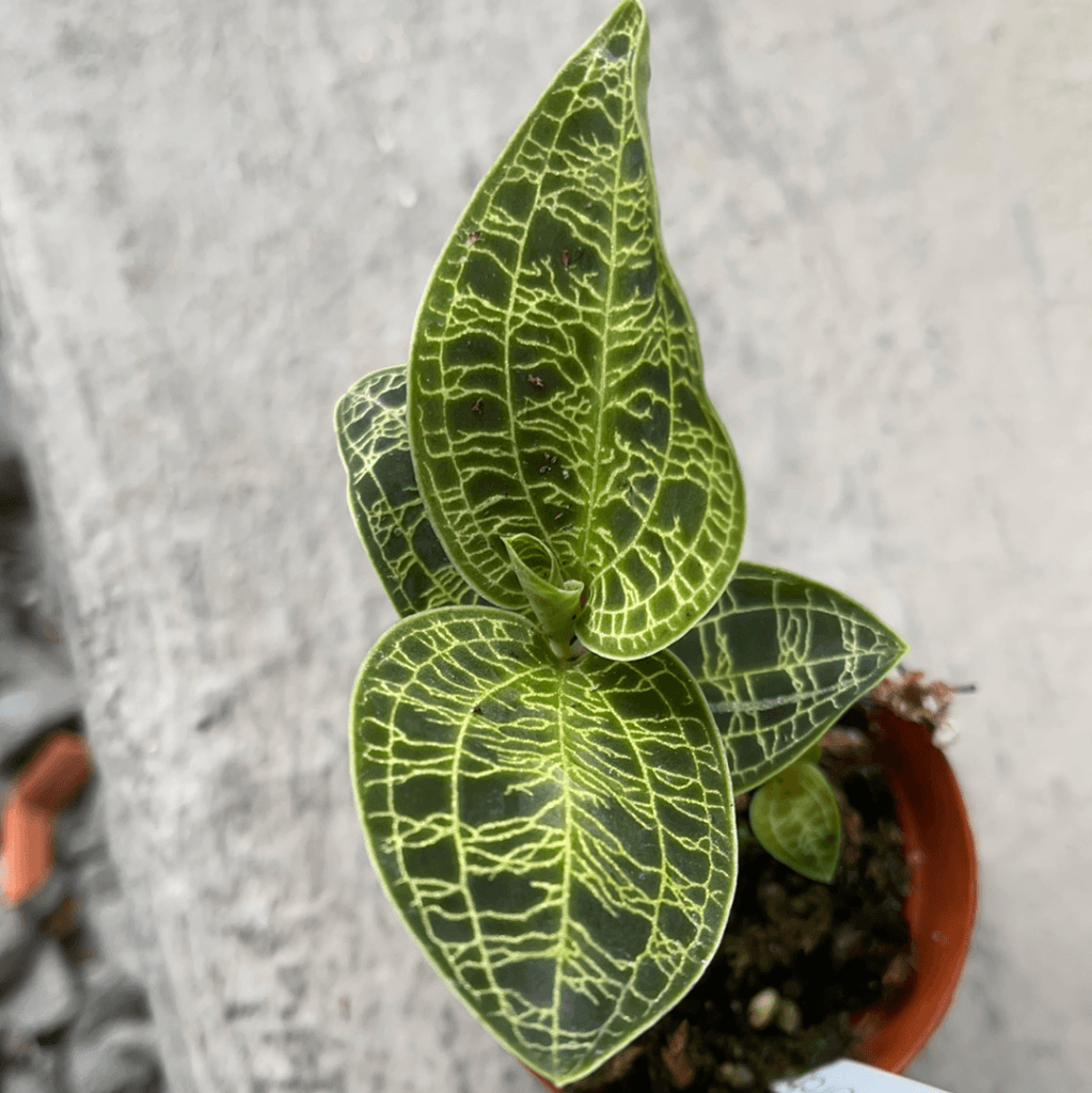 Jewel Orchid - Marcodes Petola Houseplant