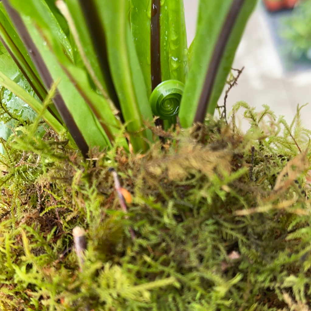 birds nest fern kokedama Kokedama Birds Nest Fern