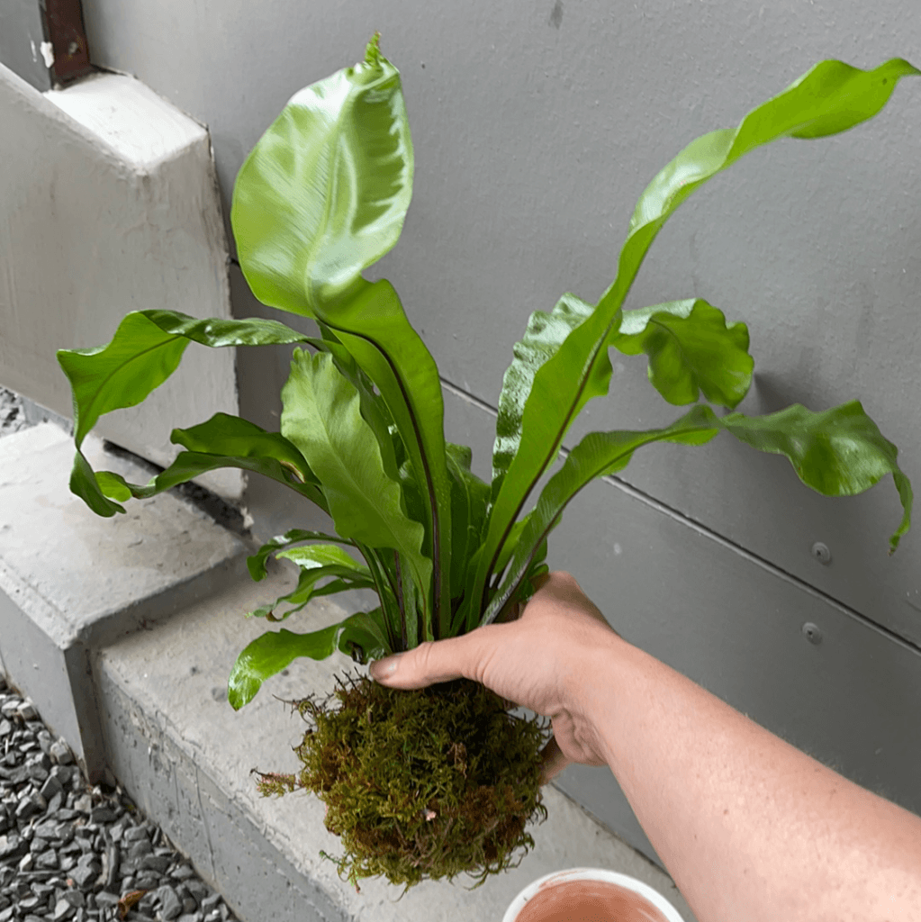 birds nest fern kokedama Kokedama Birds Nest Fern