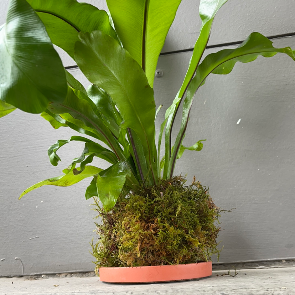 birds nest fern kokedama Kokedama Birds Nest Fern