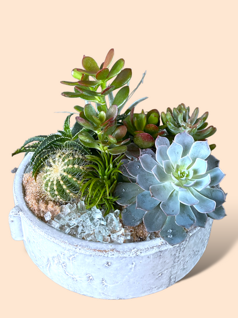 big succulent planter Large Succulent Garden in Sailor Planter