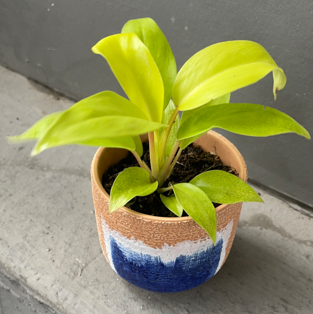 Lemon Lime Philodendron In Houseplant