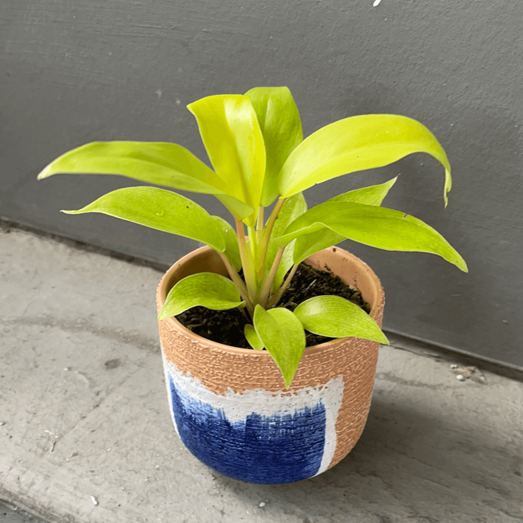 Lemon Lime Philodendron In Houseplant