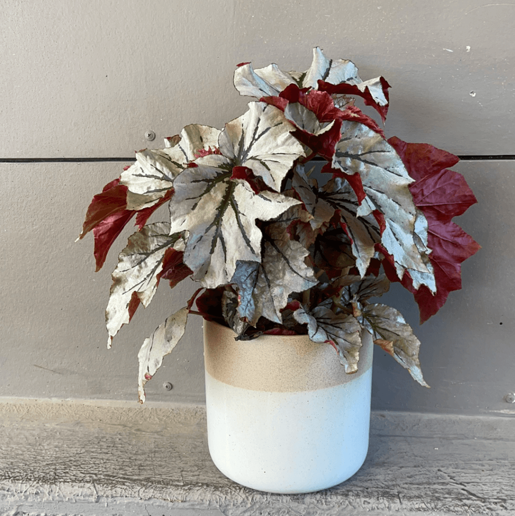 Looking Glass Begonia In Clearly Planter Houseplant