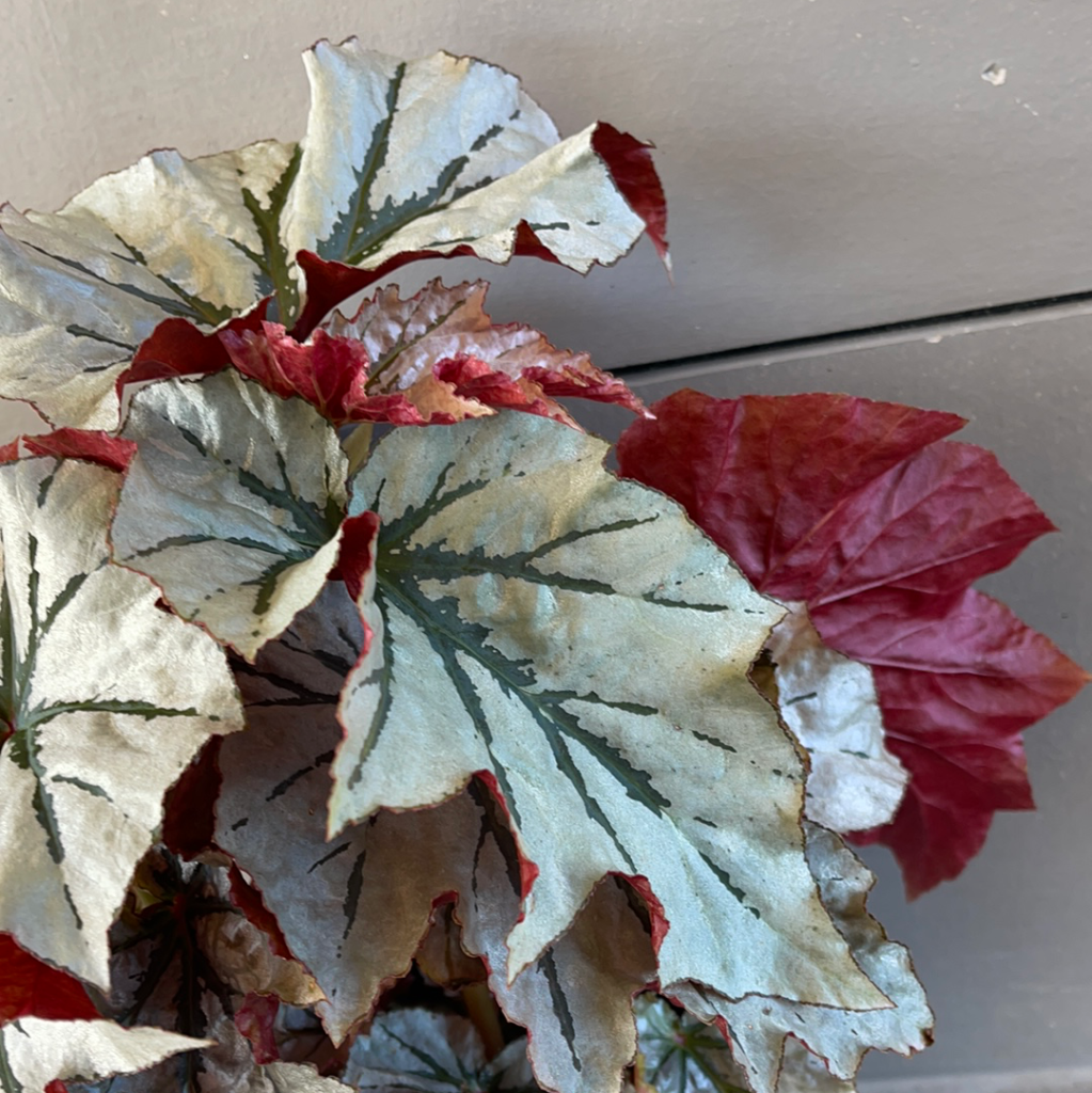 Looking Glass Begonia In Clearly Planter Houseplant