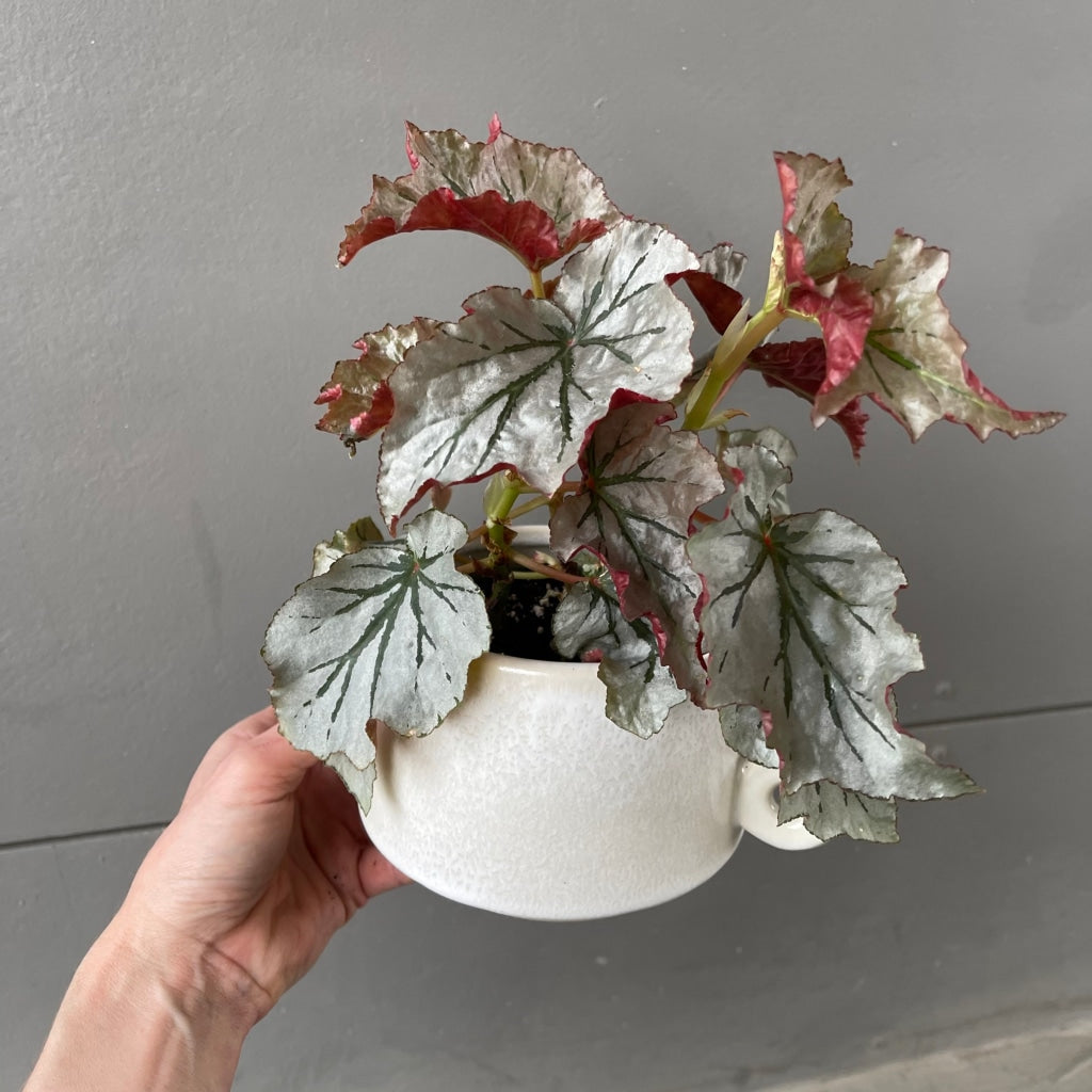 Looking Glass Begonia In Rings Planter Houseplant