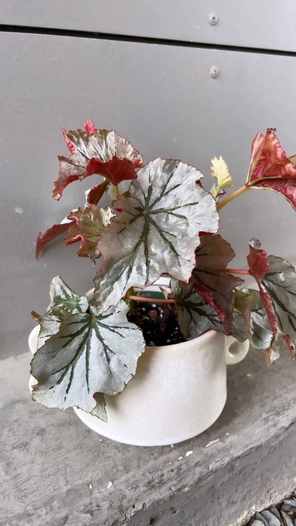 Looking Glass Begonia In Rings Planter Houseplant