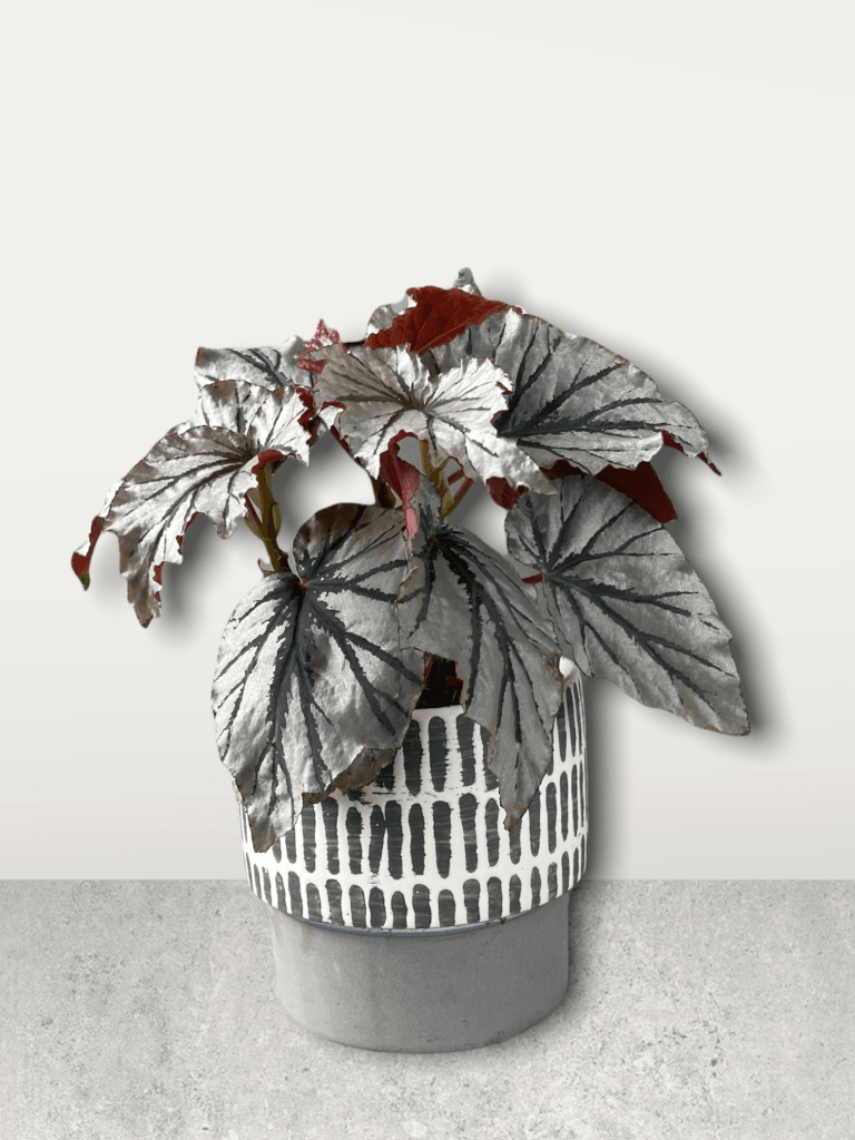 Looking Glass Begonia In Tally Planter