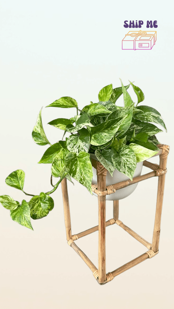 Marble Queen Pothos In Rattan Plant Stand