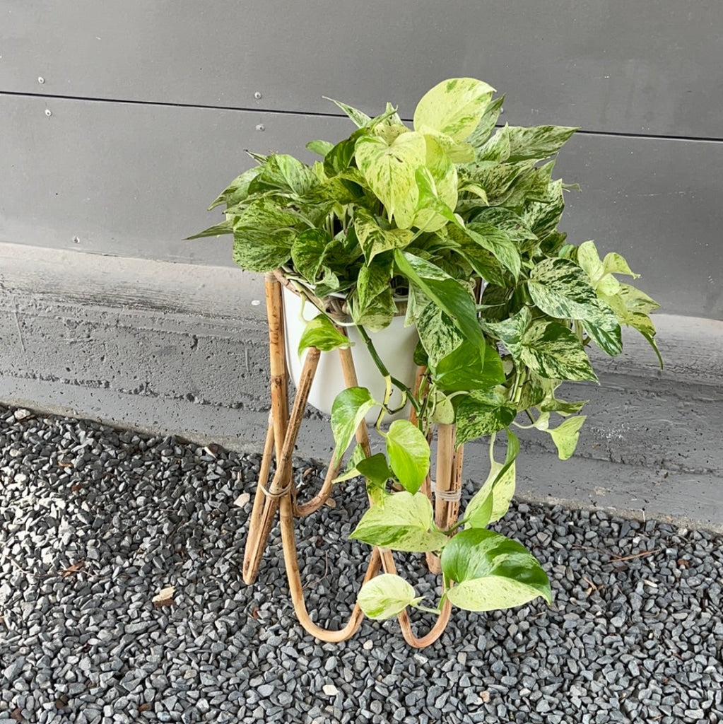 Marble Queen Pothos in Rattan Plant Stand | Plant Party