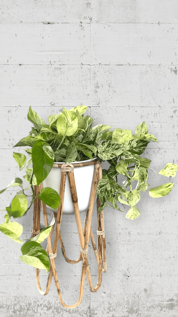 Marble Queen Pothos In Rattan Plant Stand Houseplant