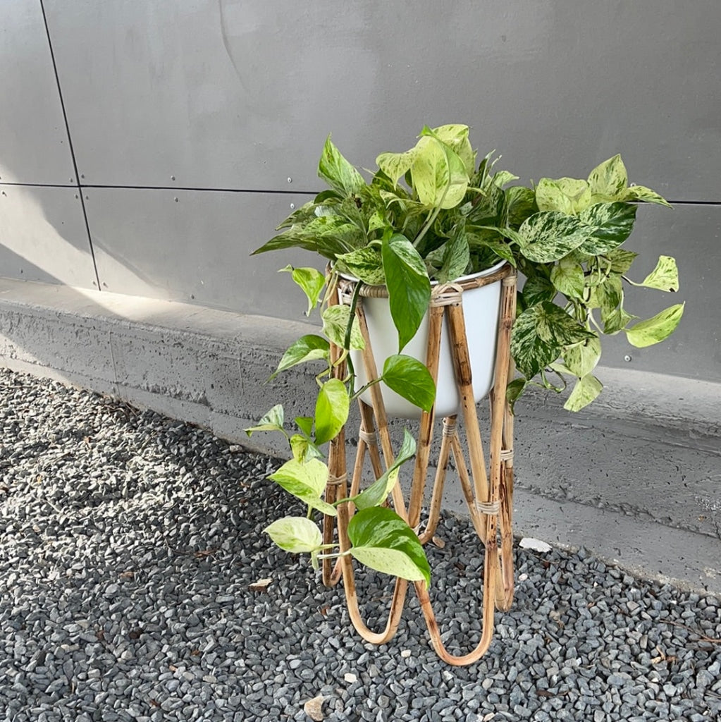 Marble Queen Pothos In Rattan Plant Stand Houseplant