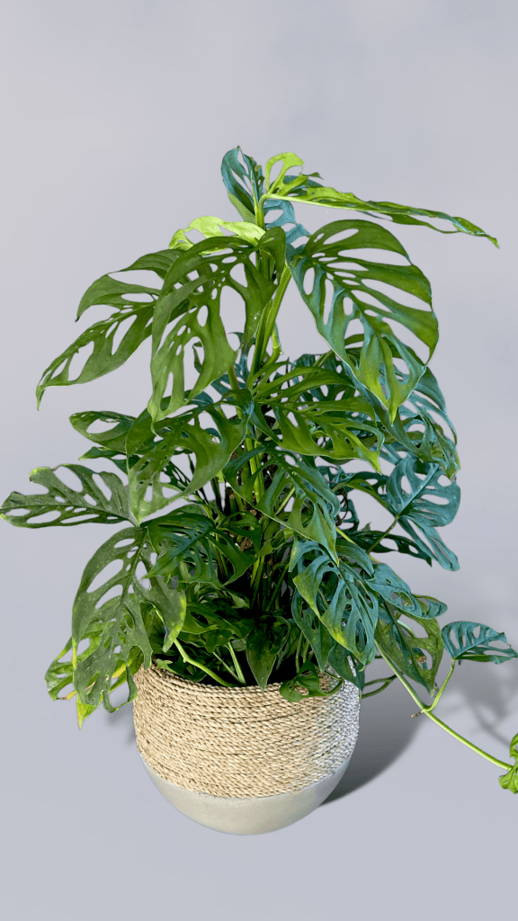 monstera adansonii totem Mature Adonsonii Totem in Rattan Planter