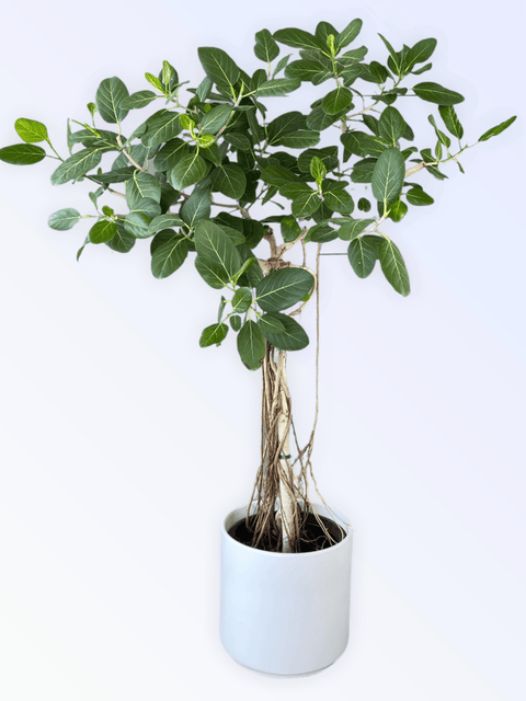 ficus audrey new growth Mature Ficus Audrey in Matte Planter