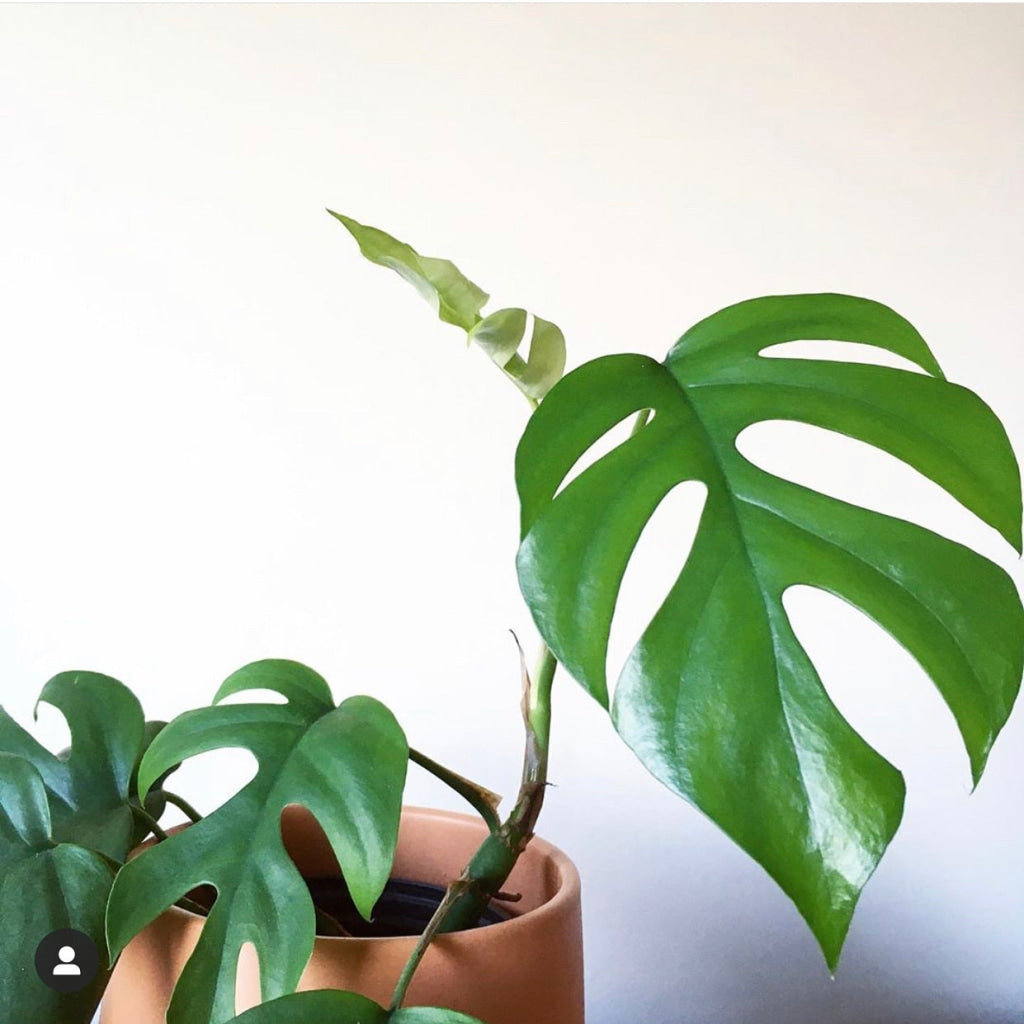 Mini Monstera in Rust Planter