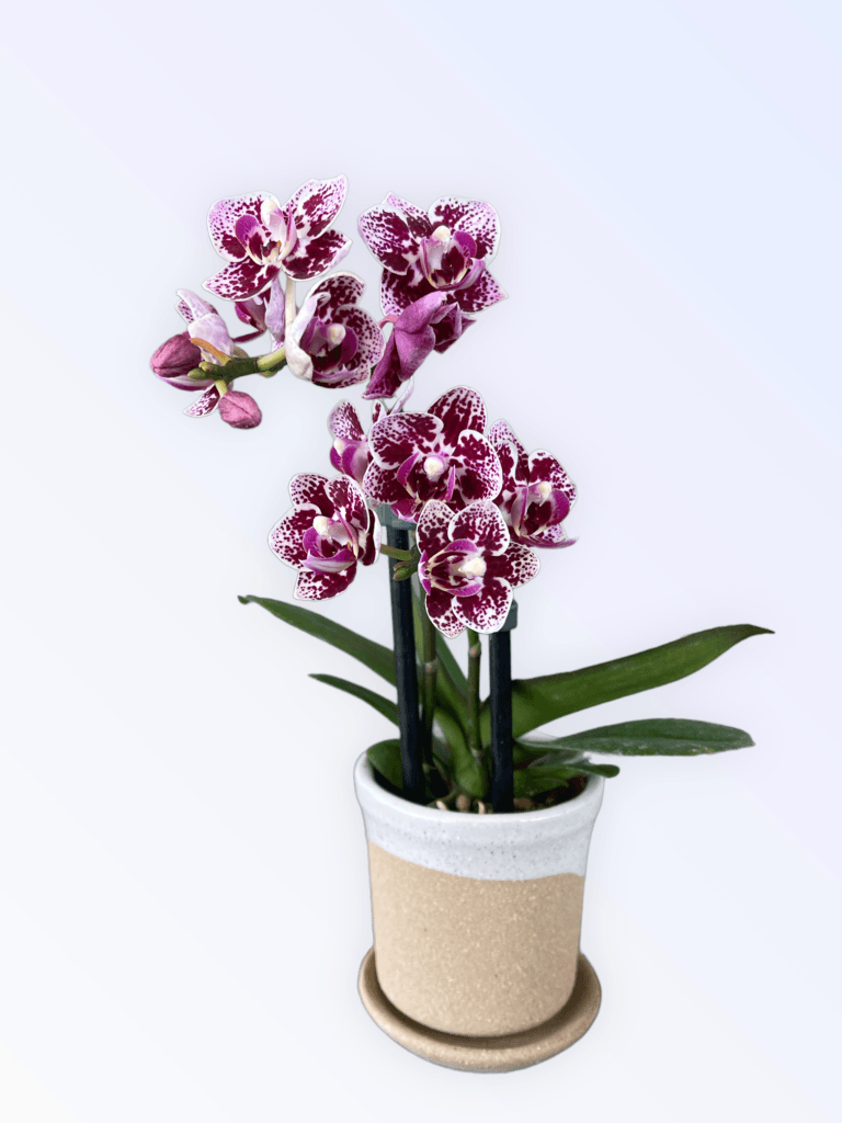 Mini Orchid In Aussie Planter