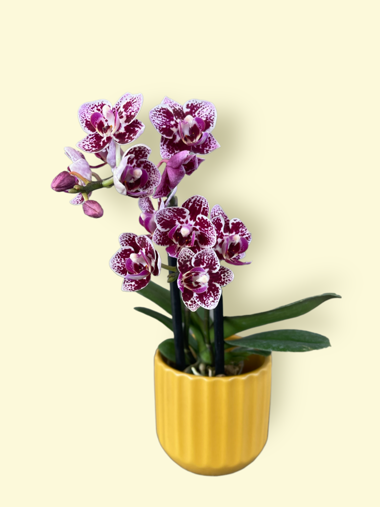 Mini Orchid In Mustard Planter