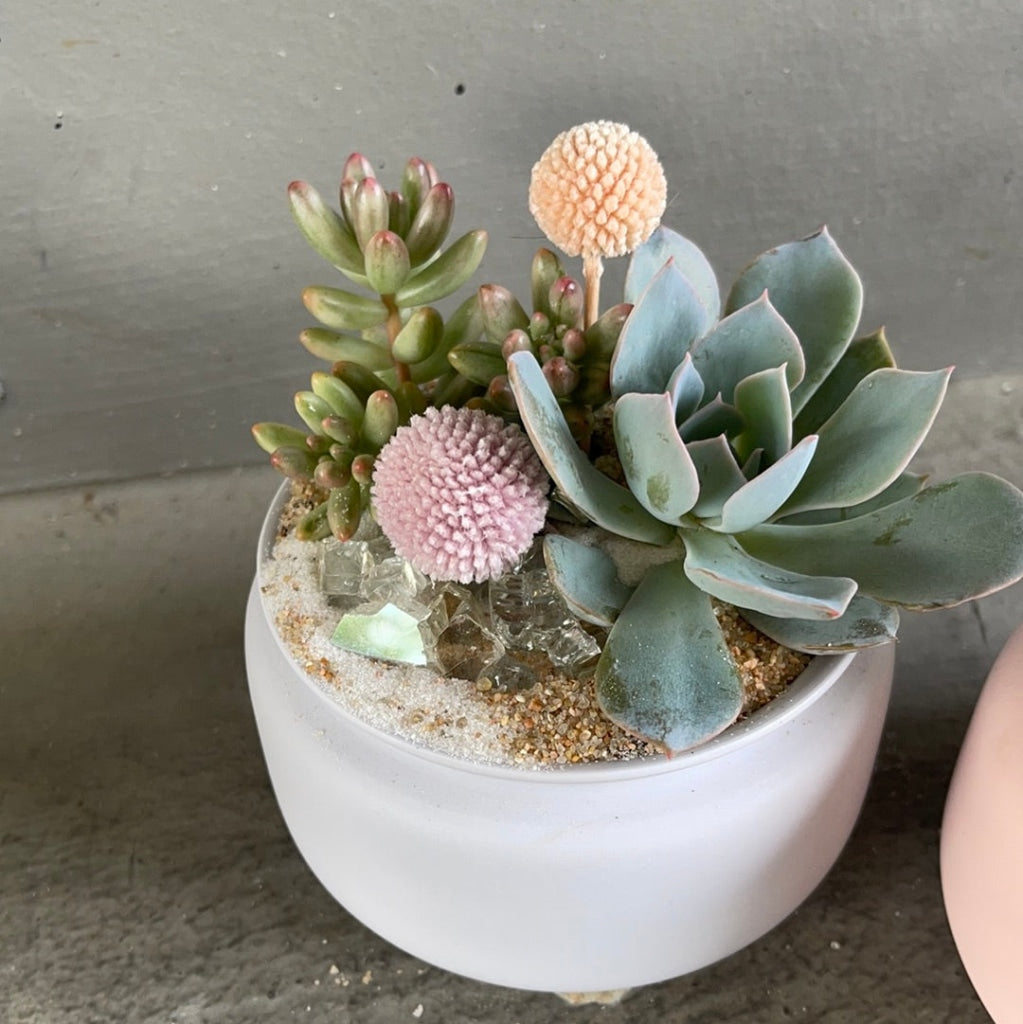 lavender succulent plant Pan Dulce Succulent Garden