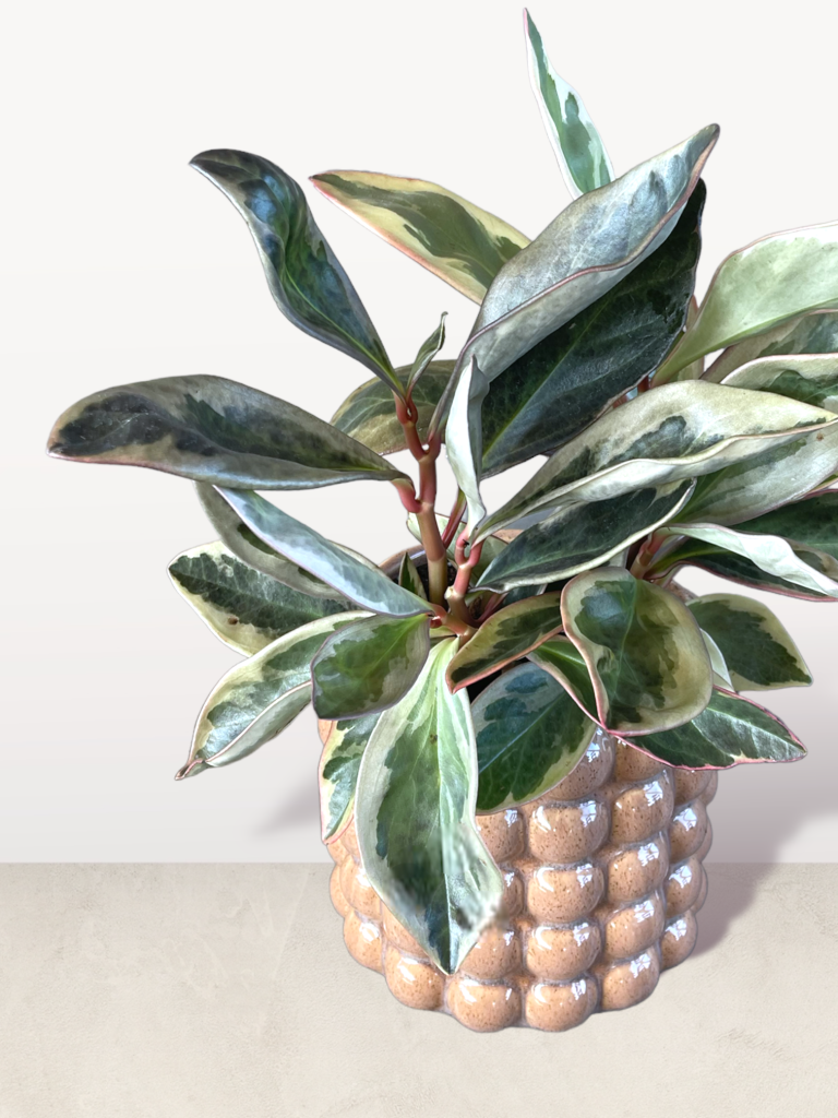 Peperomia In Vibes Planter