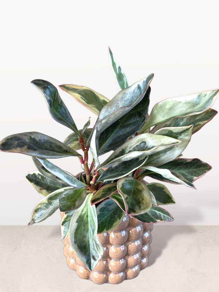 Peperomia In Vibes Planter