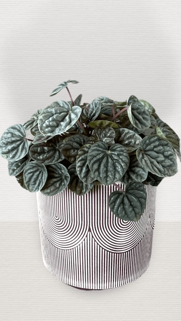Peperomia In Vibe Planter