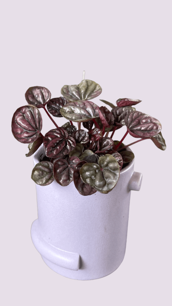 Pepperomia Rosso In Violet Confetti Planter