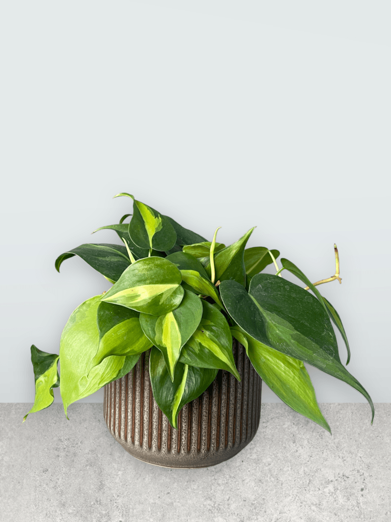 Philo Brazil In Cigar Planter