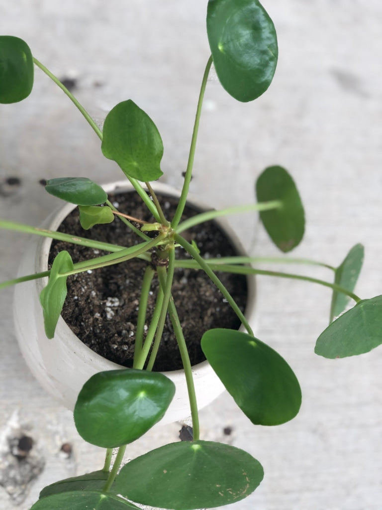 Pilea Pepperomoides In Gourd Planter Houseplant